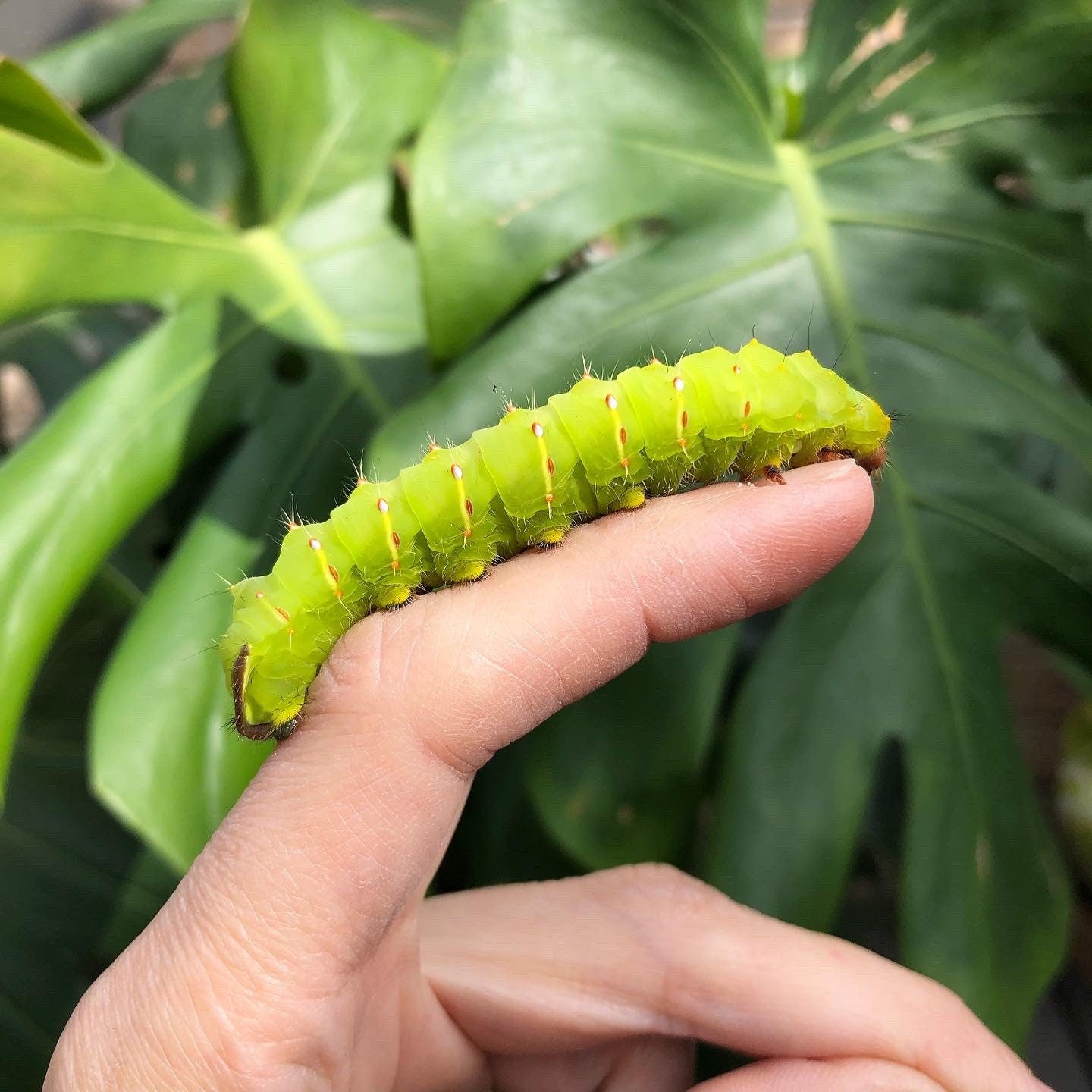 Handmade Luna Moth Hoop Earrings: Stainless Steel Insect Jewelry