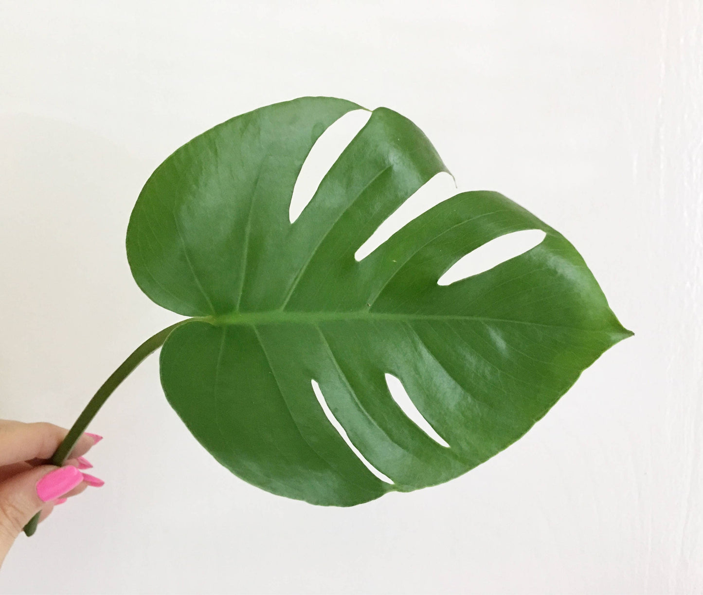 Hammered Brass Monstera Leaf Pendant Necklace - Long Length