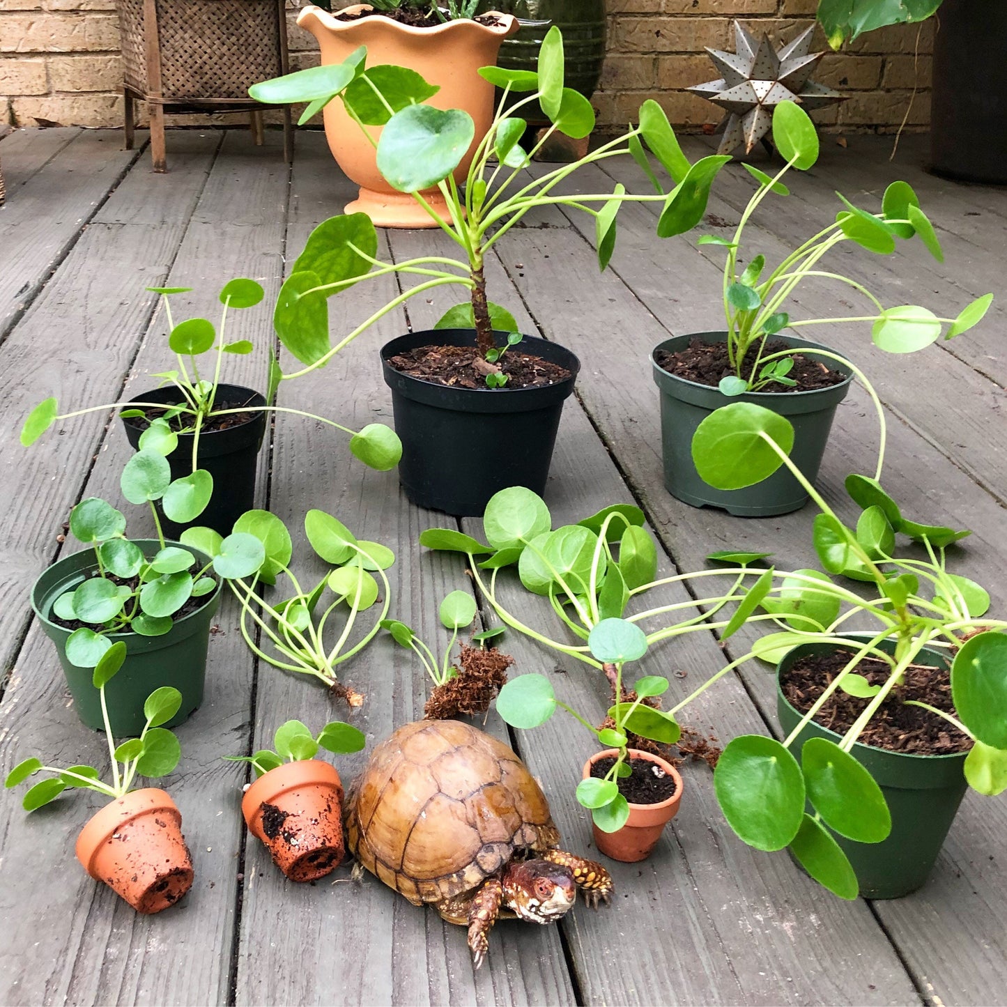 Hammered Brass Turtle Pendant Necklace: Long Celestial Tortuga