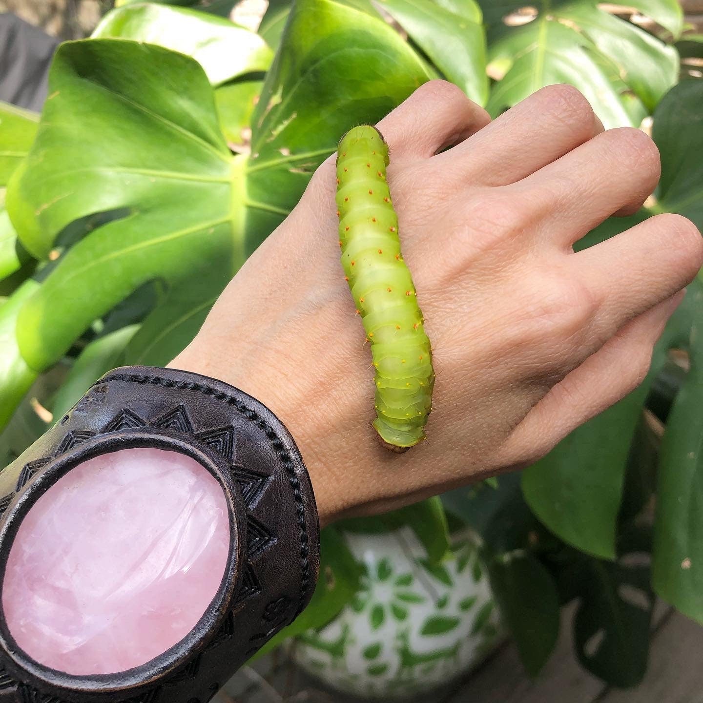 Handmade Luna Moth Hoop Earrings: Stainless Steel Insect Jewelry