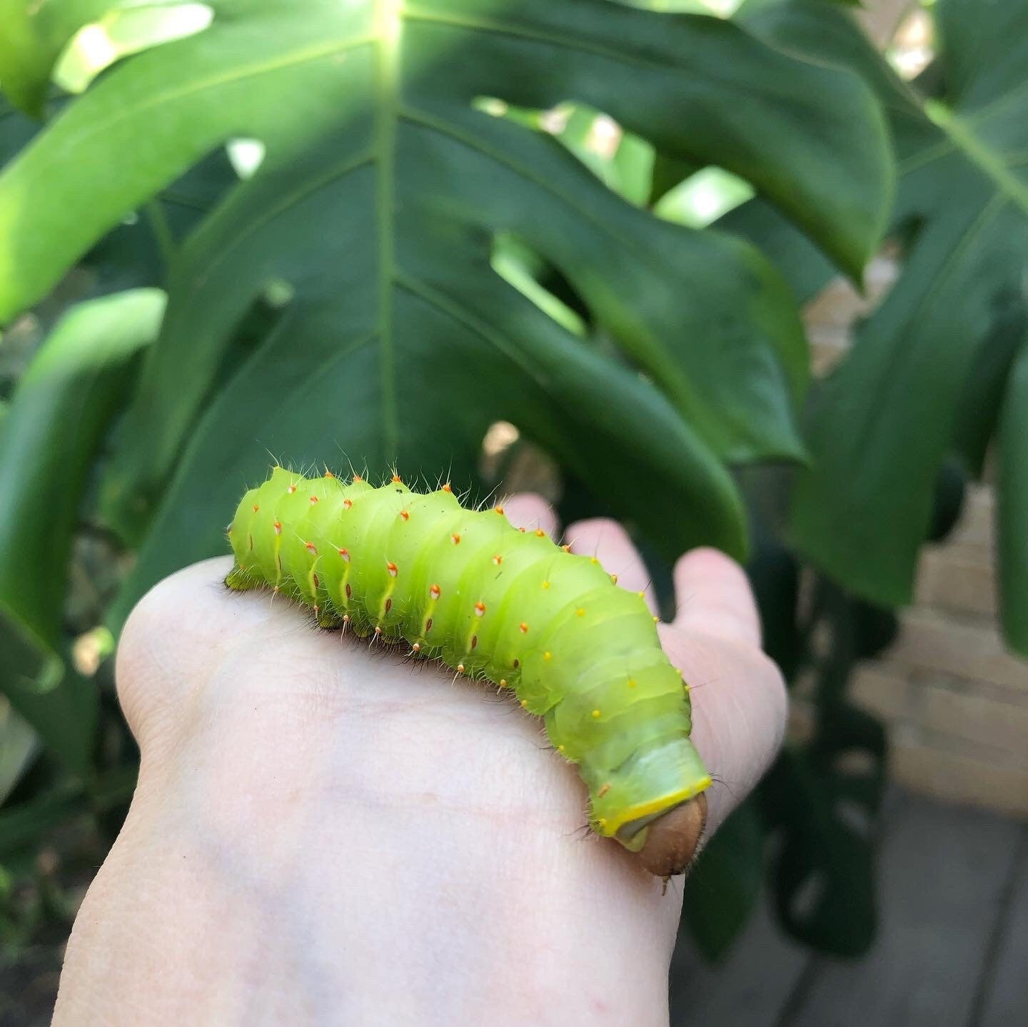 Handmade Luna Moth Hoop Earrings: Stainless Steel Insect Jewelry